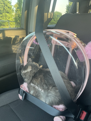 Arrietty pet carrier sticker